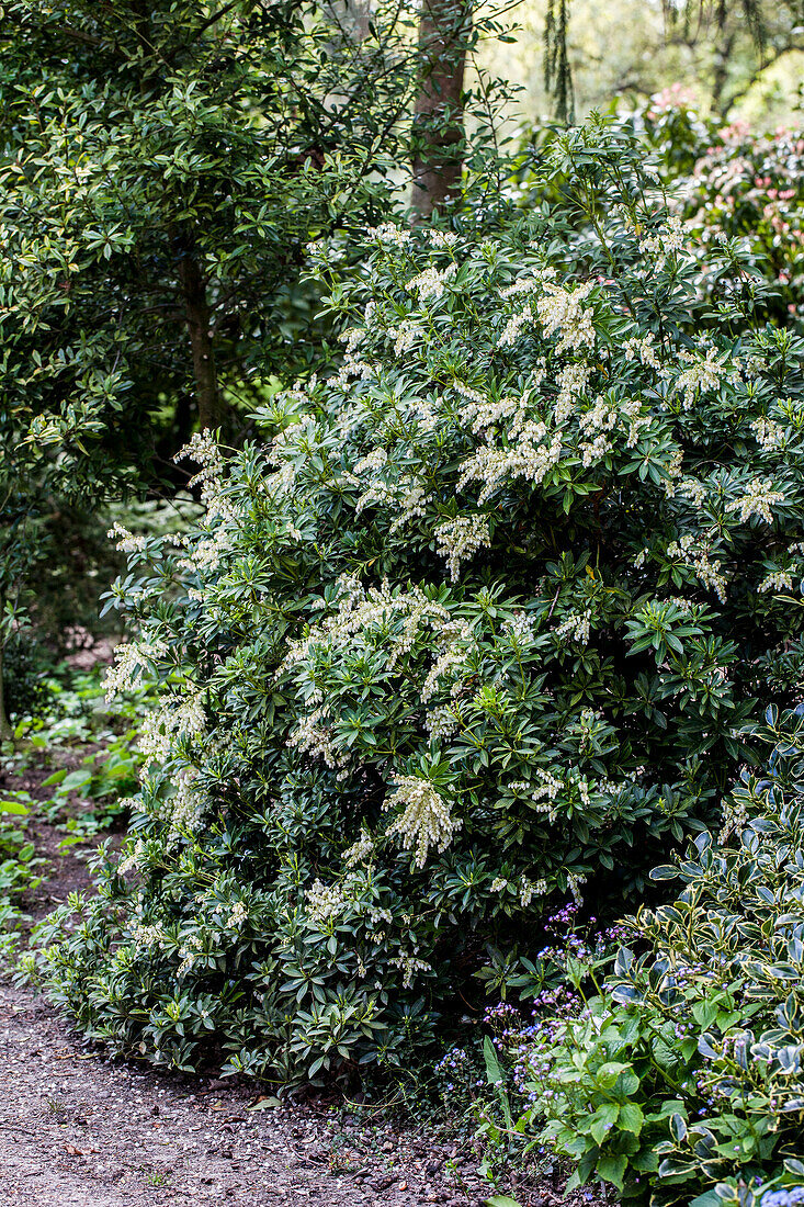 Pieris japonica Sinfonia