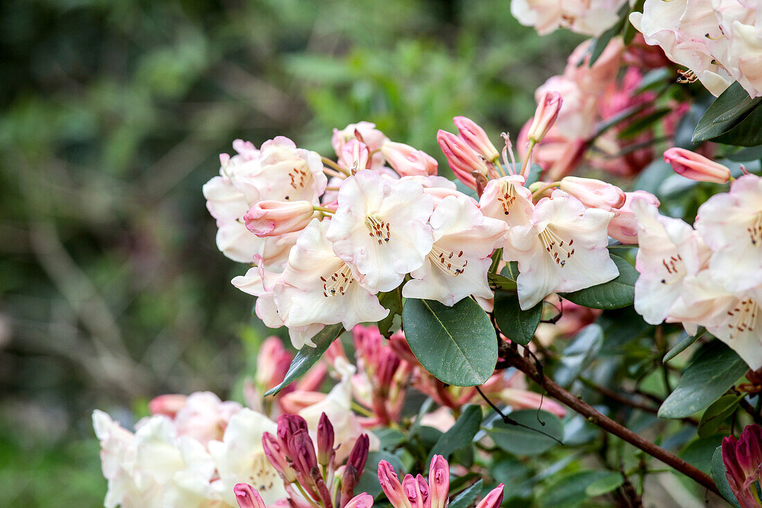 Rhododendron Golden Dream