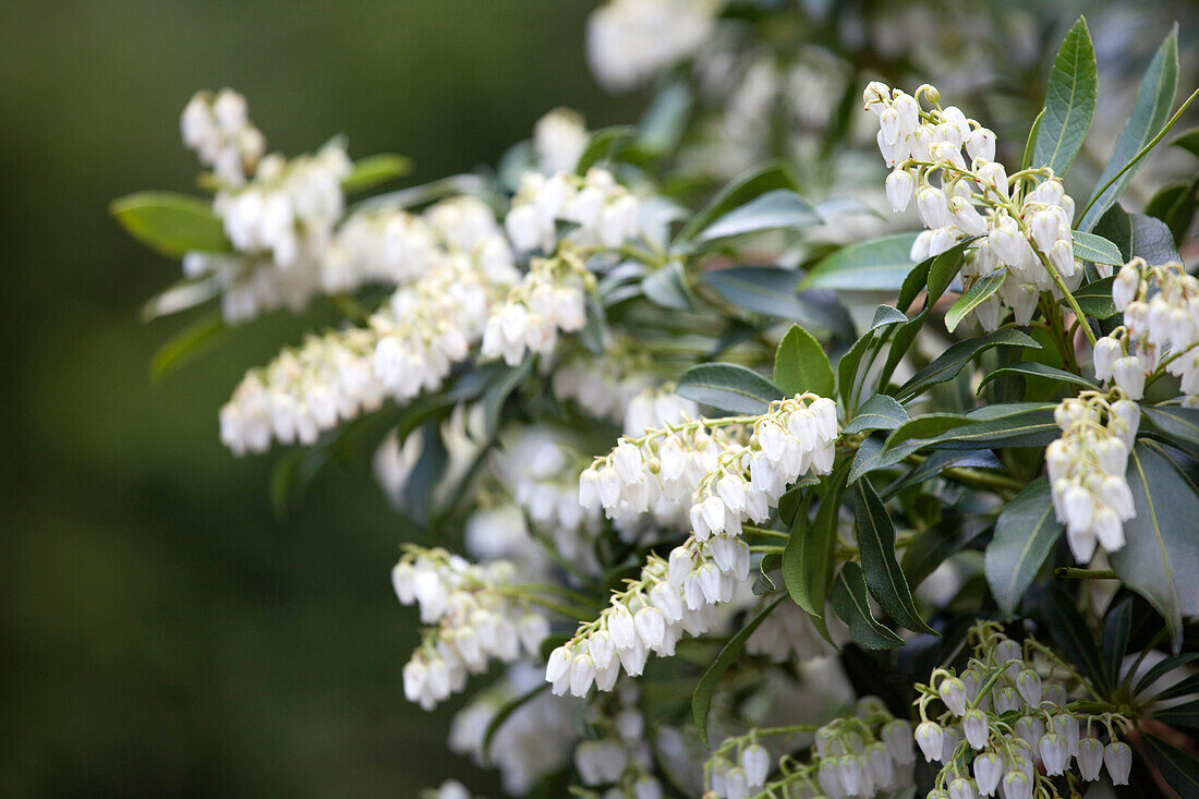 Pieris japonica