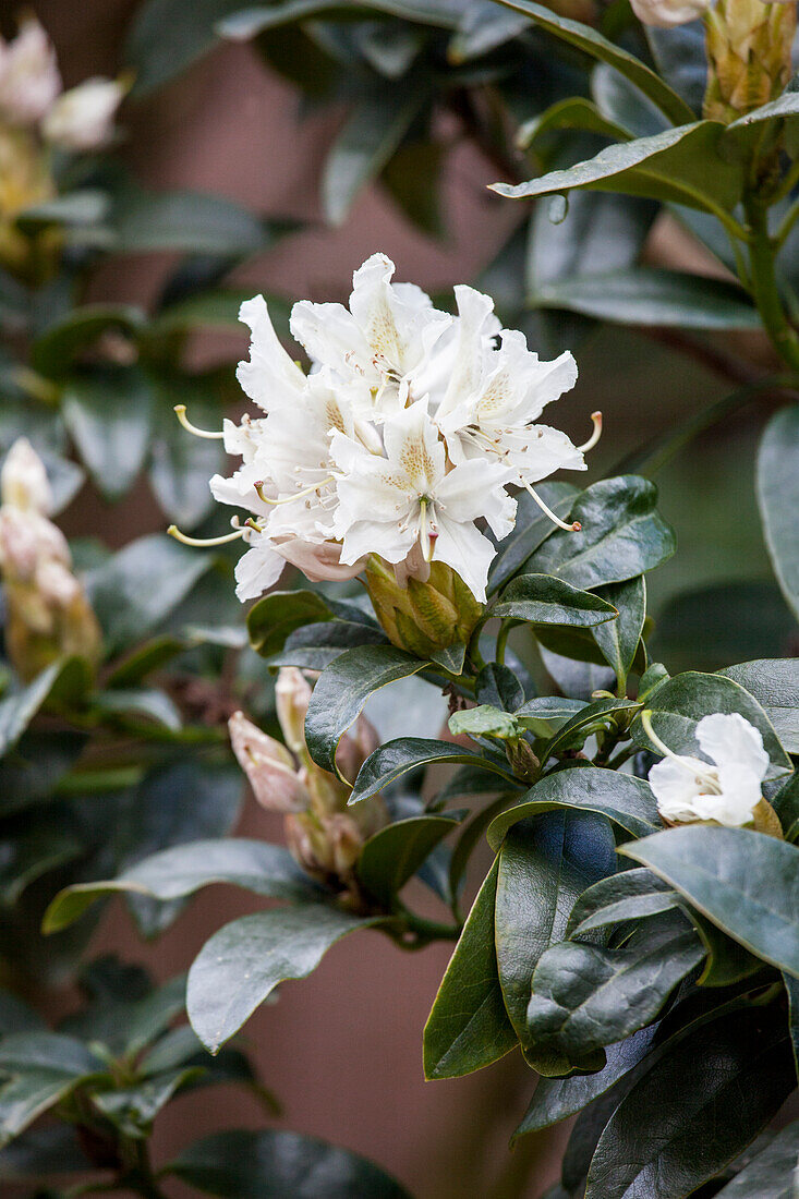 Rhododendron 'Cunningham's Snow White