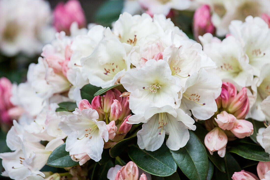 Rhododendron