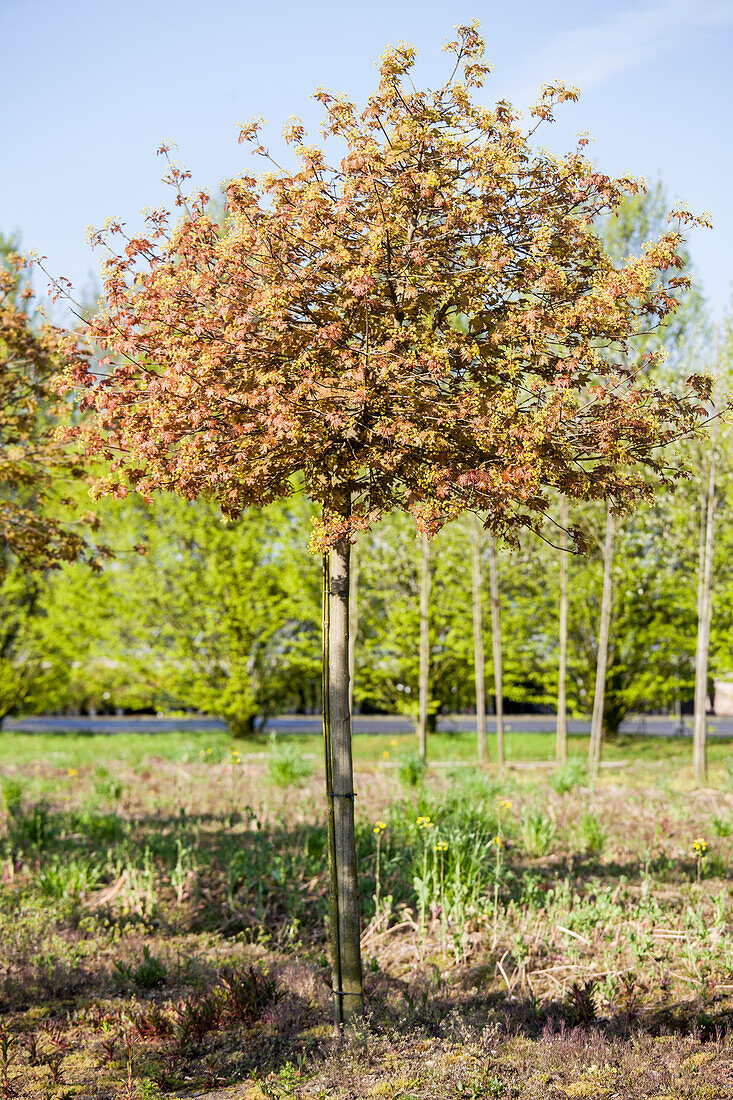 Acer platanoides 'Globosum'