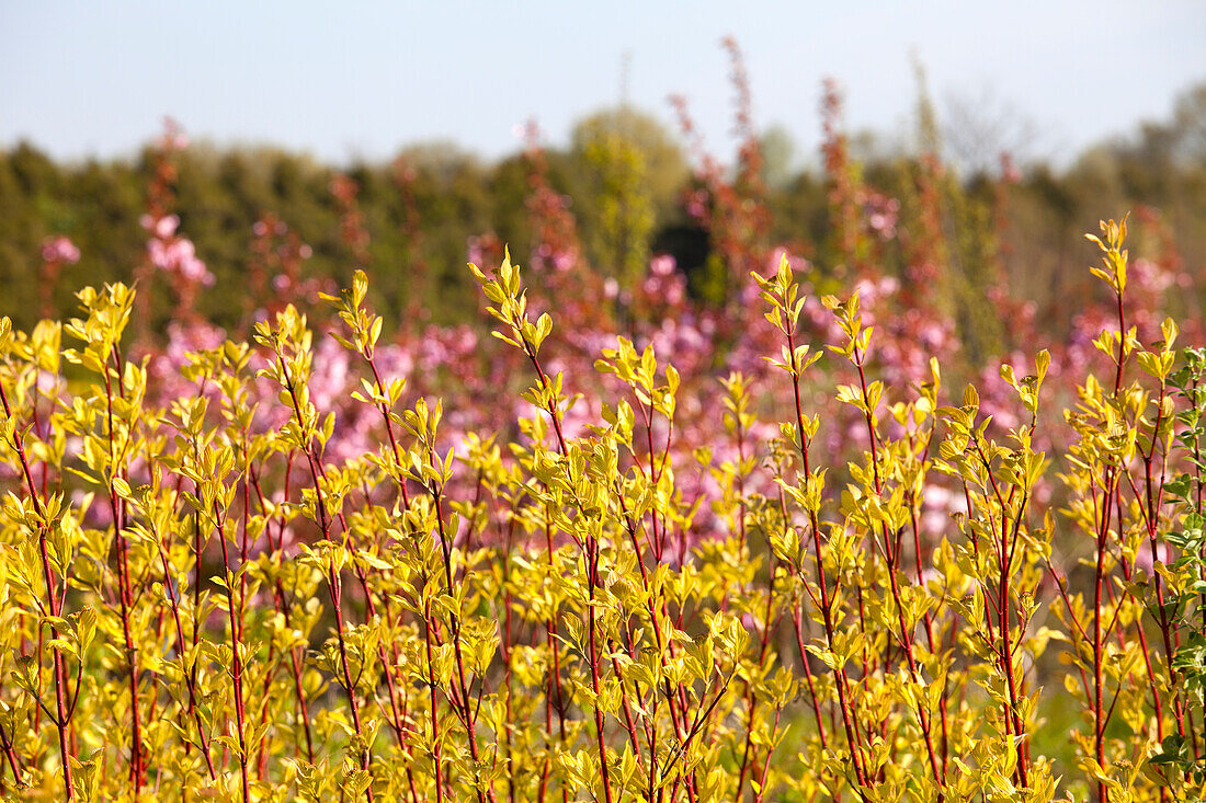 Cornus alba 'Sibirica'