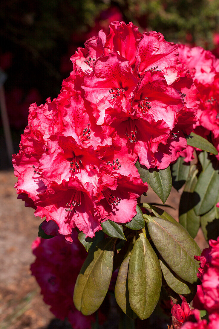 Rhododendron 'Attraktion'