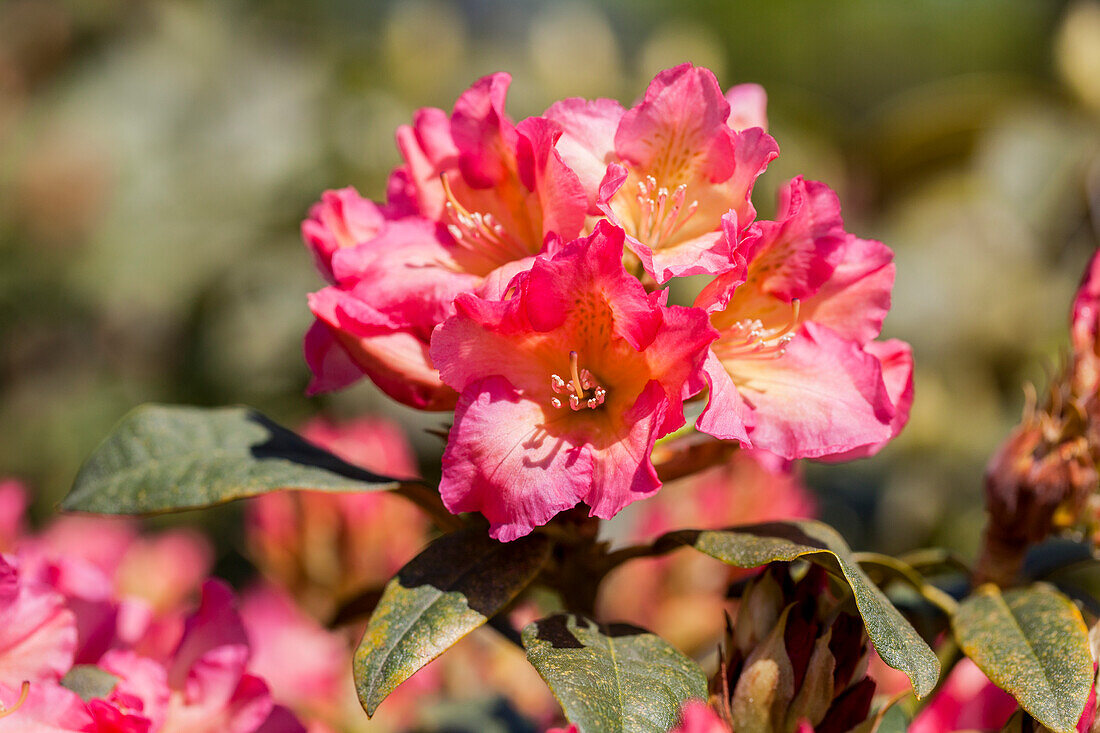 Rhododendron yakushimanum 'Fire and Flame'.