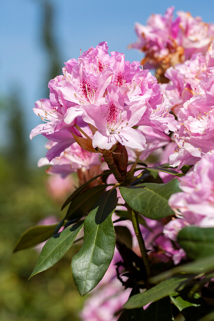 Rhododendron caucasicum 'Christmas Cheer'