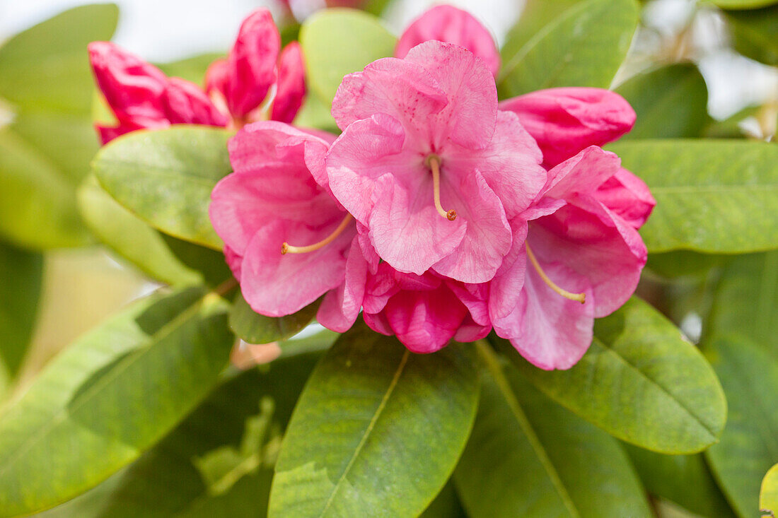 Rhododendron williamsianum 'Rosa Wunder'