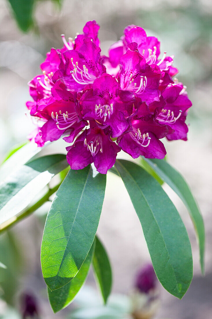 Rhododendron Queen Victoria