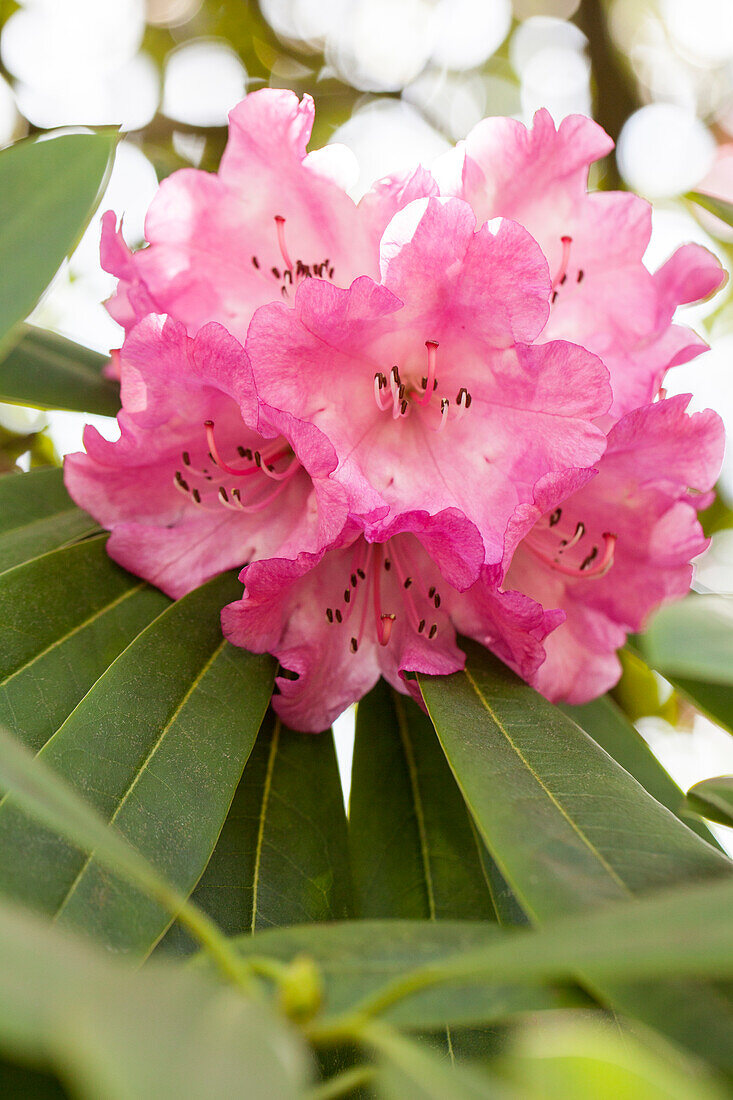 Rhododendron sutchuenense var. geraldii