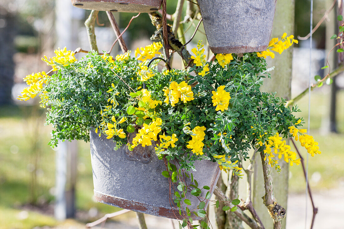 Cytisus decumbens