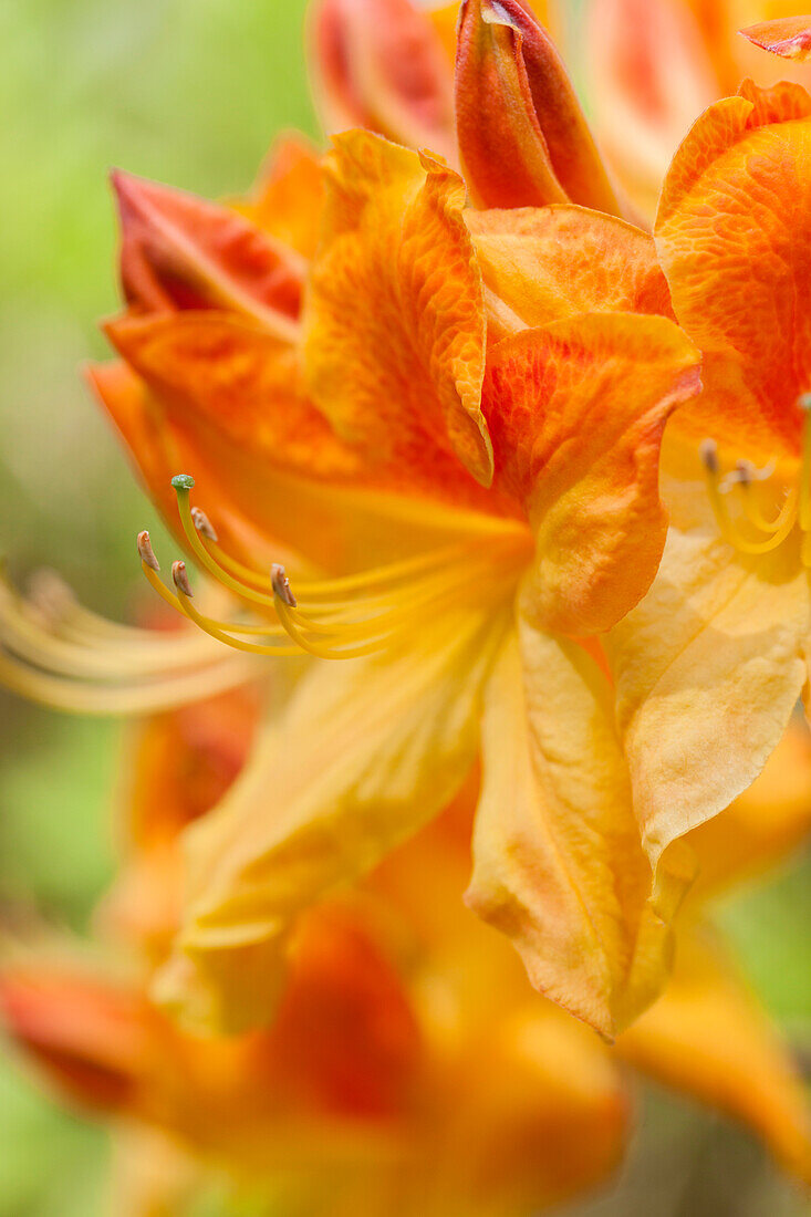 Rhododendron luteum 'Golden Flare'