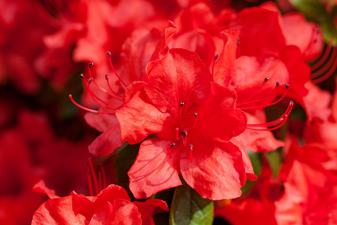 Rhododendron simsii 'Nordlicht'