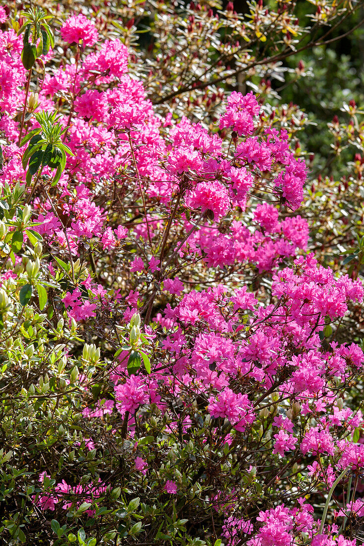 Rhododendron 'Hardijzer's Beauty