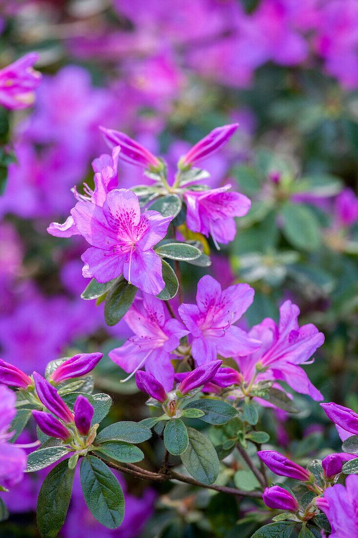 Rhododendron obtusum 'Malvatica'