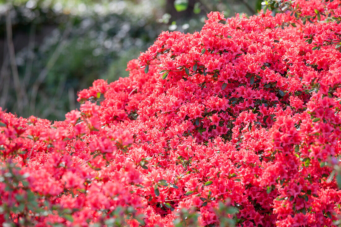 Rhododendron obtusum