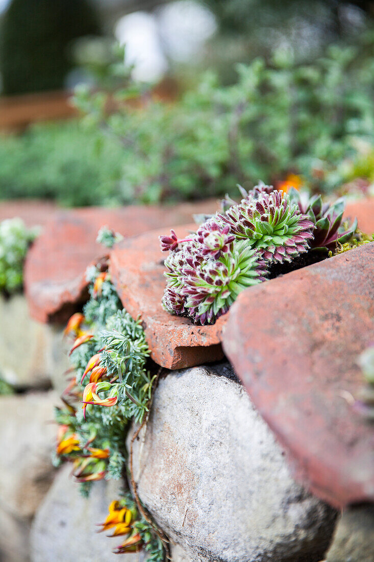 Sempervivum