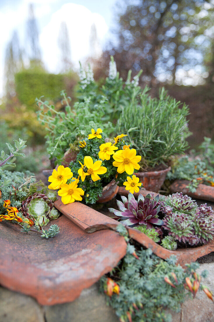 Bidens, Rosmarinus officinalis, Thymus vulgaris, Hebe