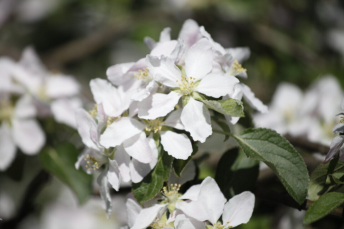 Malus domestica Braeburn