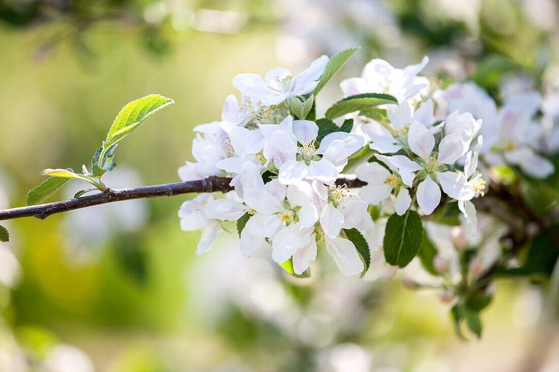 Malus domestica Braeburn