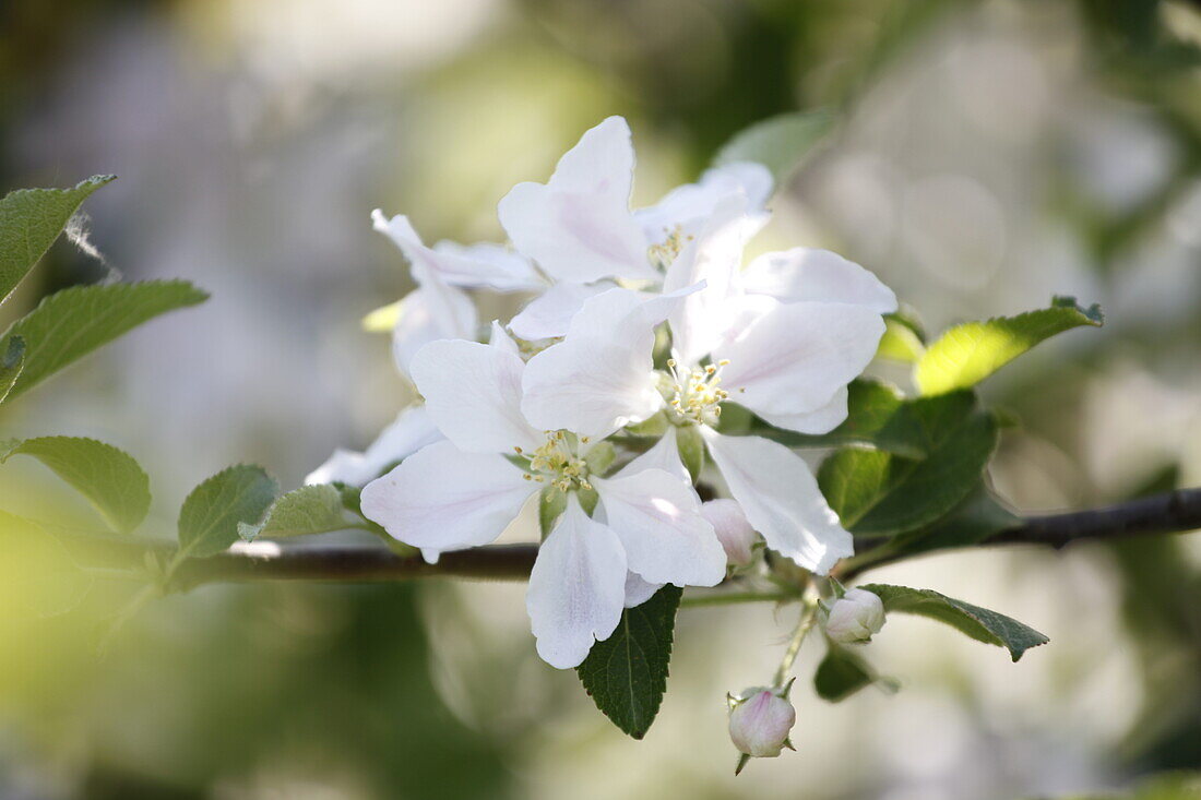 Malus domestica 'Braeburn'