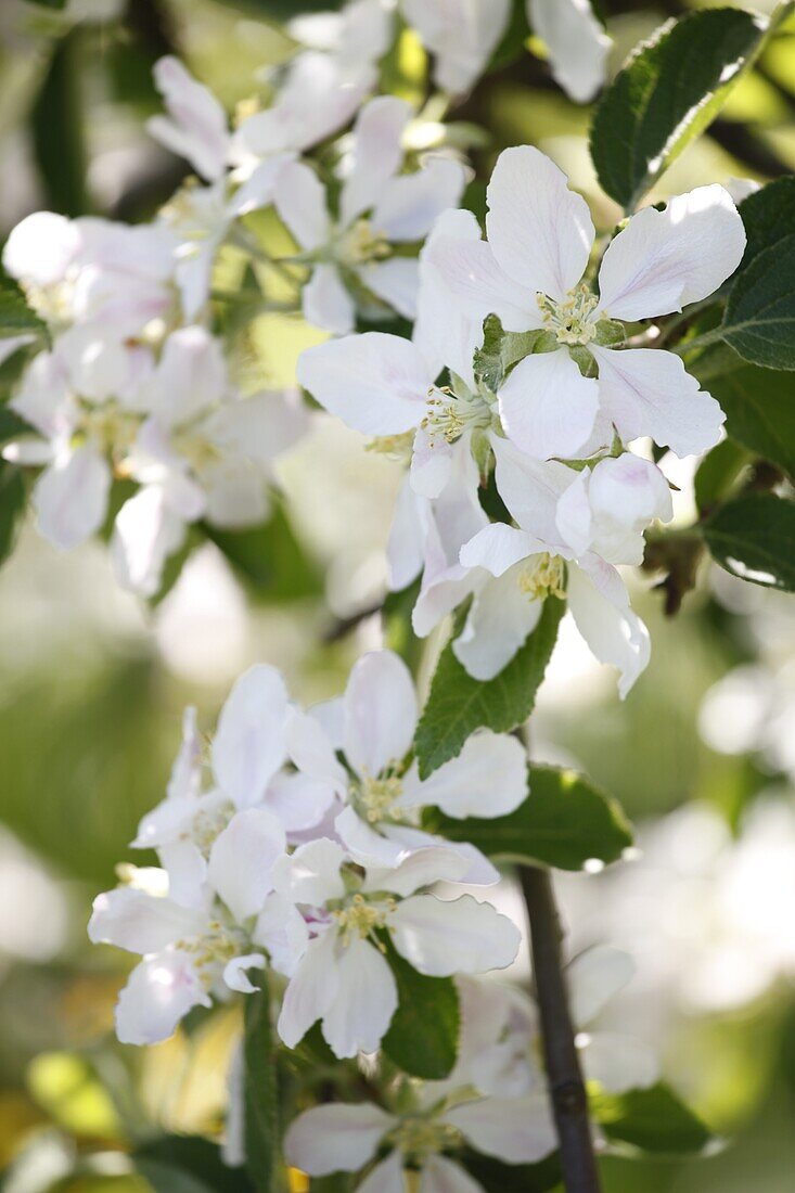 Malus domestica Braeburn