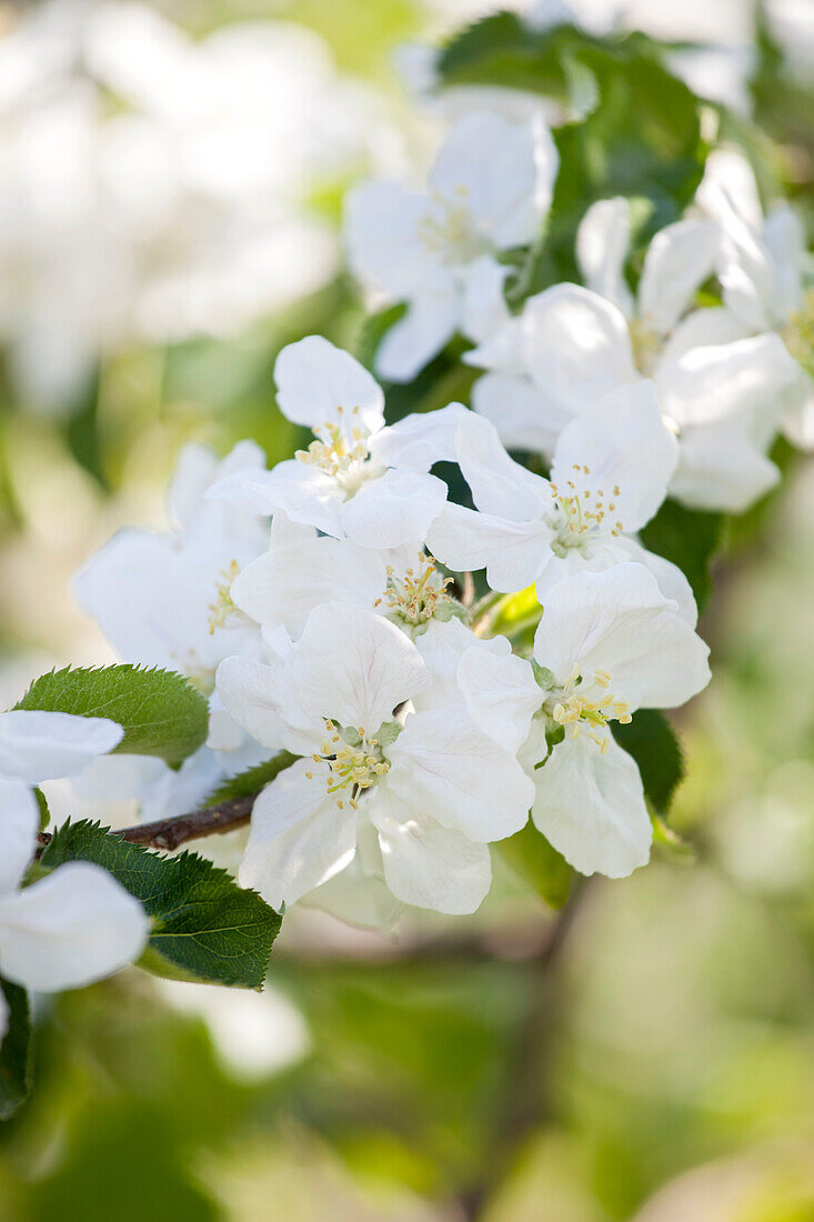 Malus domestica