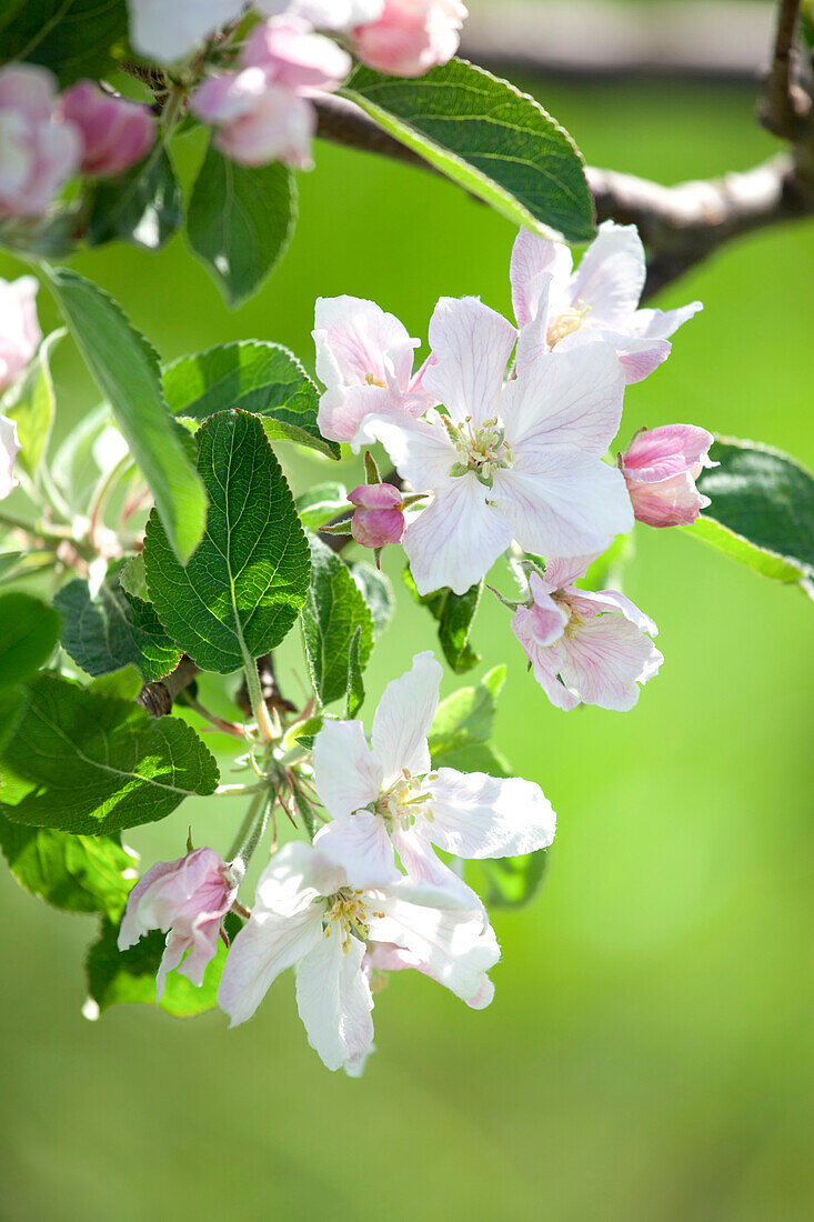 Malus domestica 'Braeburn'