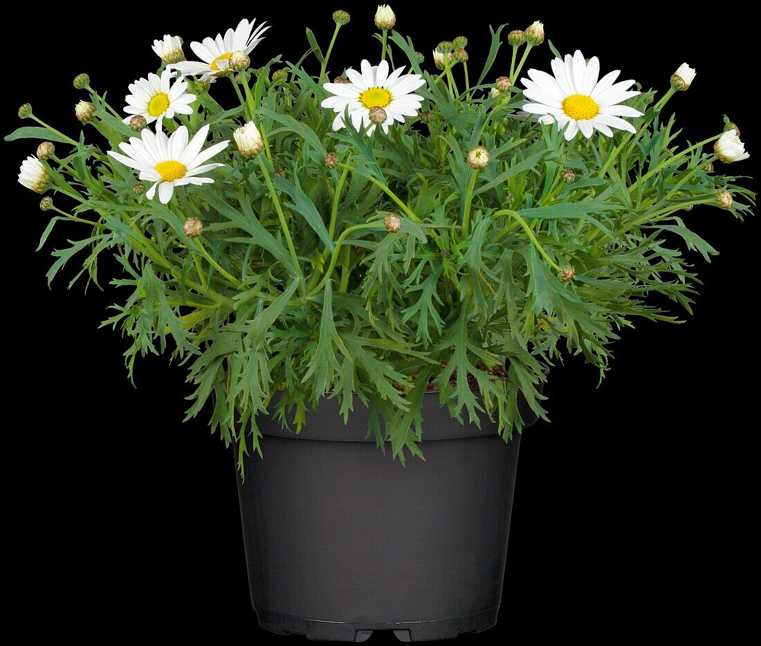 Argyranthemum frutescens