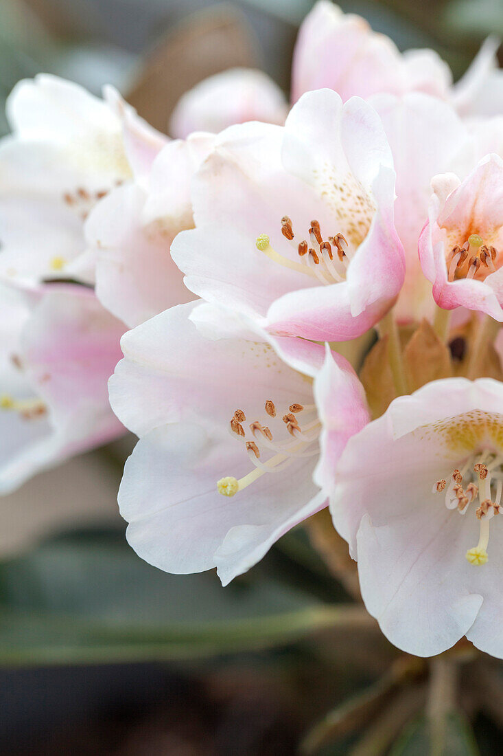 Rhododendron pachysanthum 'Silbervelours'