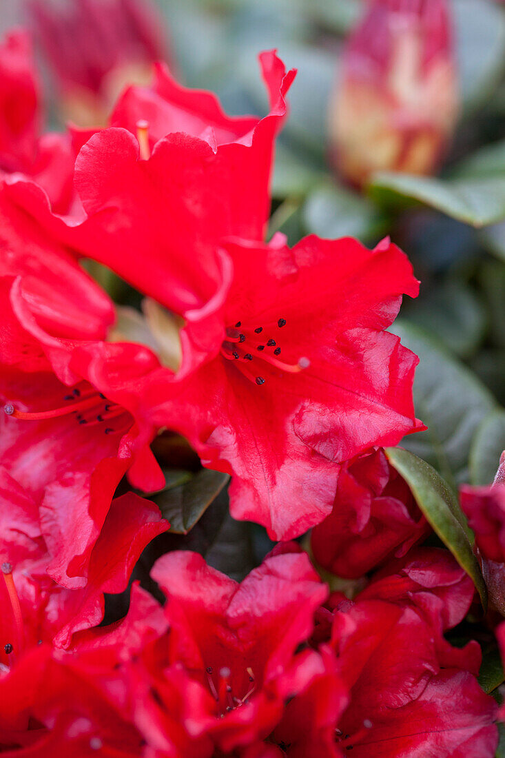 Rhododendron repens 'Scarlet Wonder'