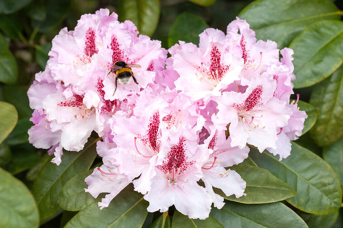 Rhododendron 'Progrès'