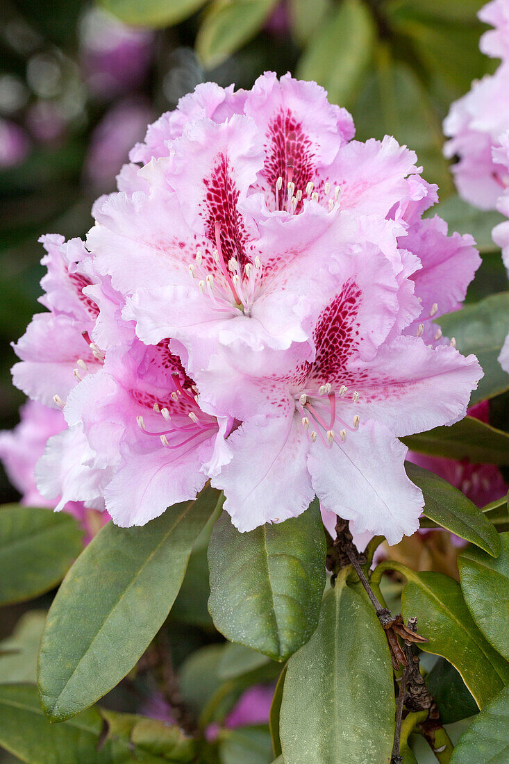 Rhododendron Progrès