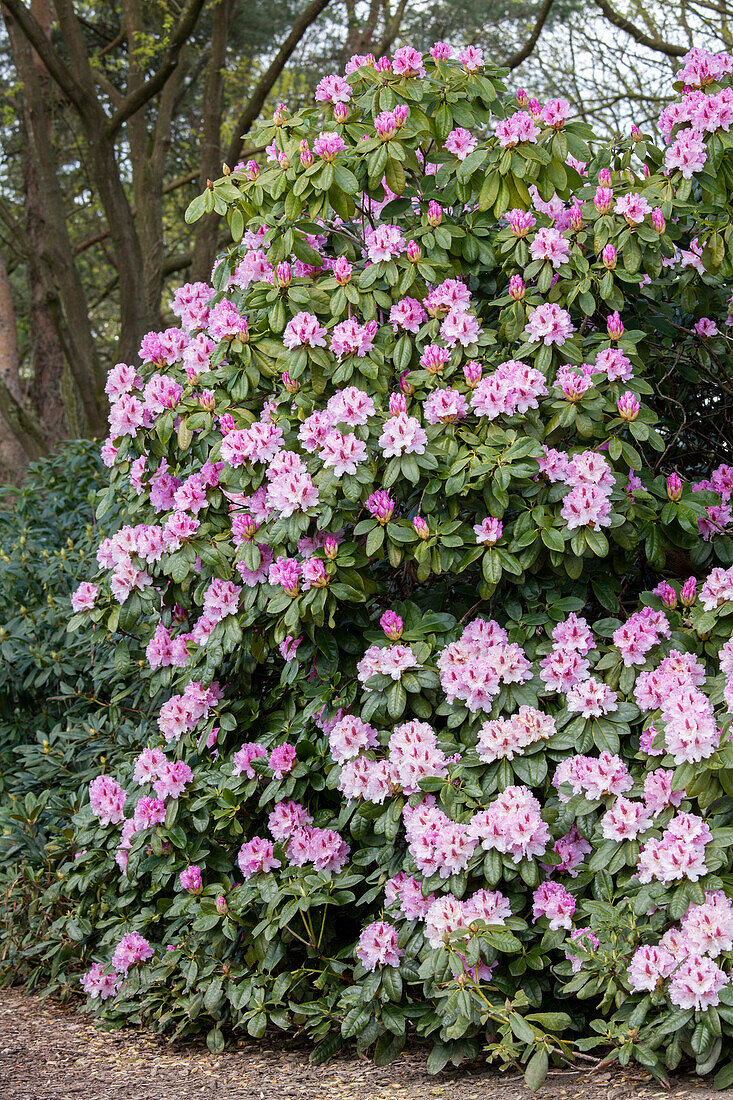 Rhododendron Progrès