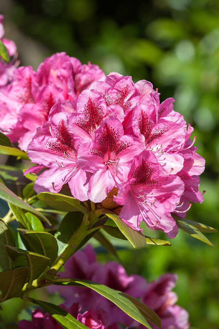 Rhododendron 'Cosmopolitan