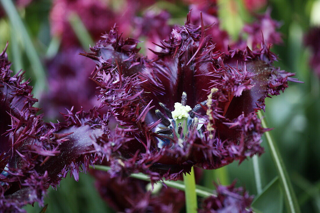 Tulipa 'Santander'