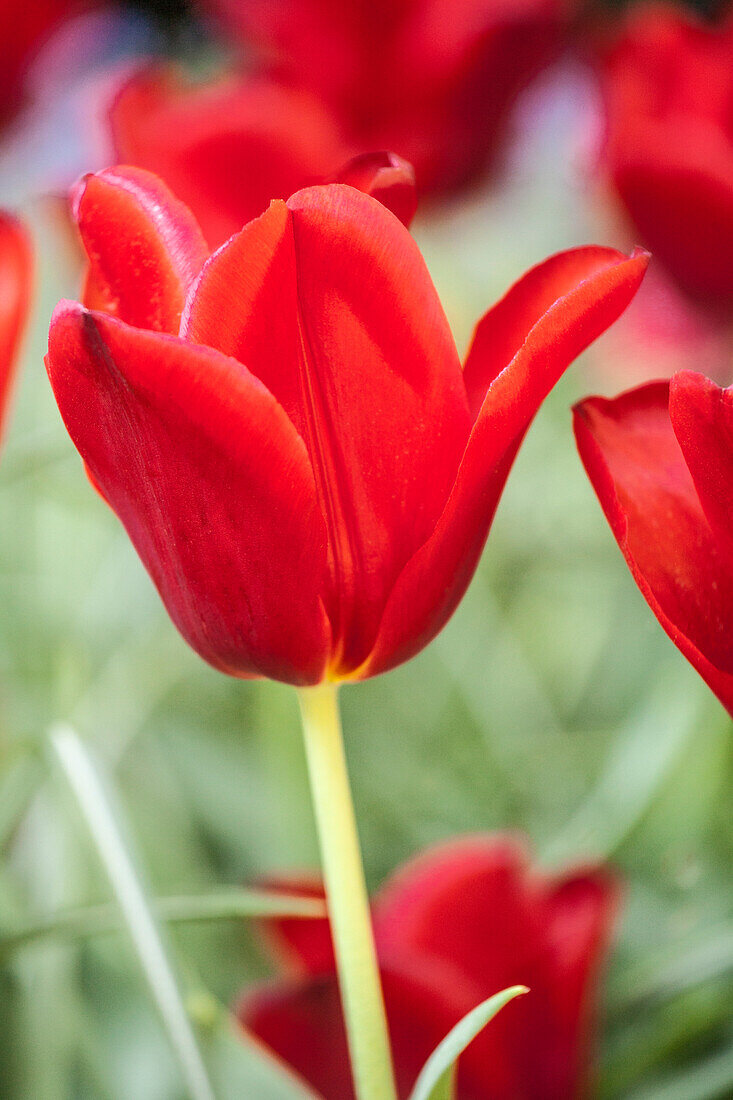 Tulipa 'Oscar'