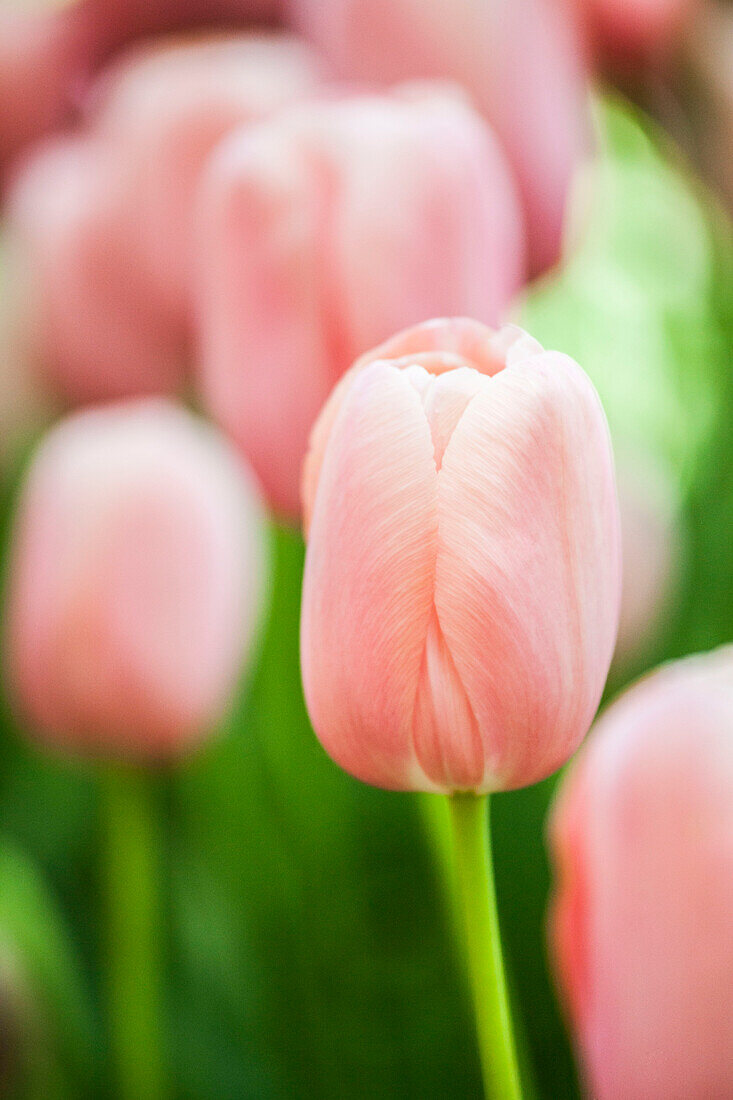 Tulipa 'Menton'