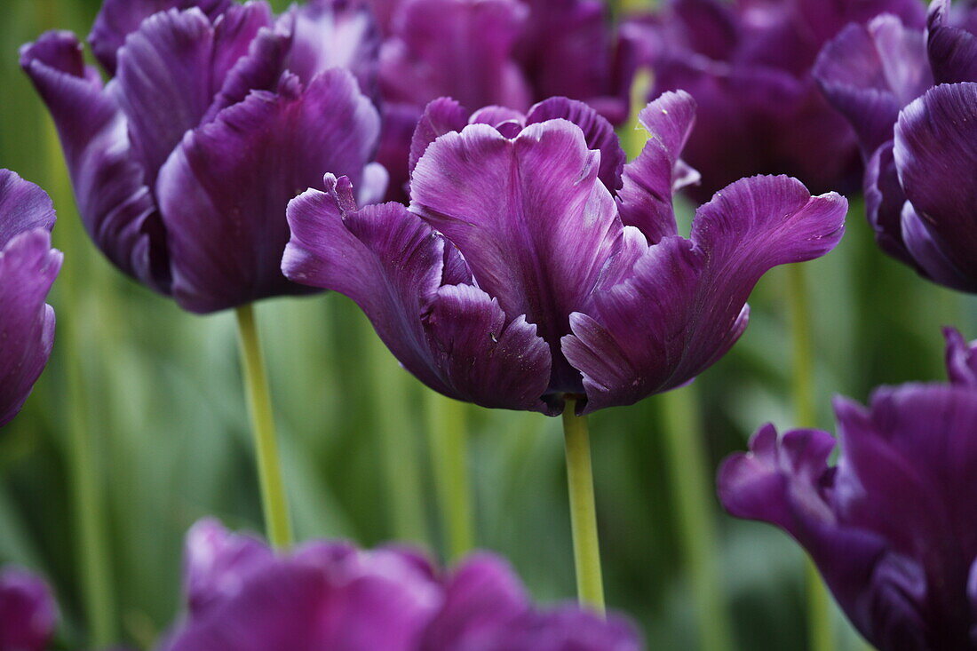 Tulipa 'Triumph' 