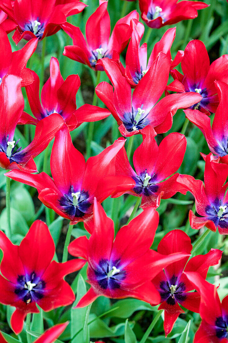 Tulipa 'Red Shine'