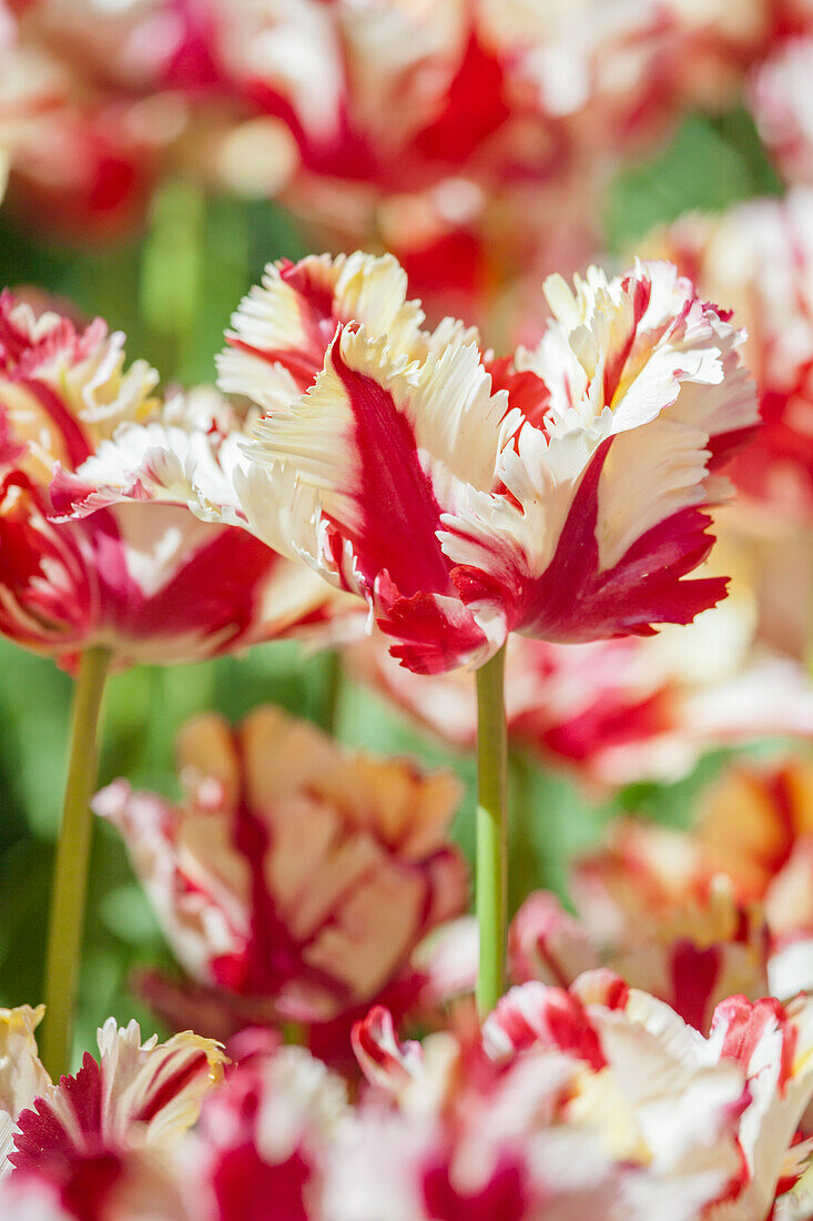 Tulipa 'Flaming Parrot'