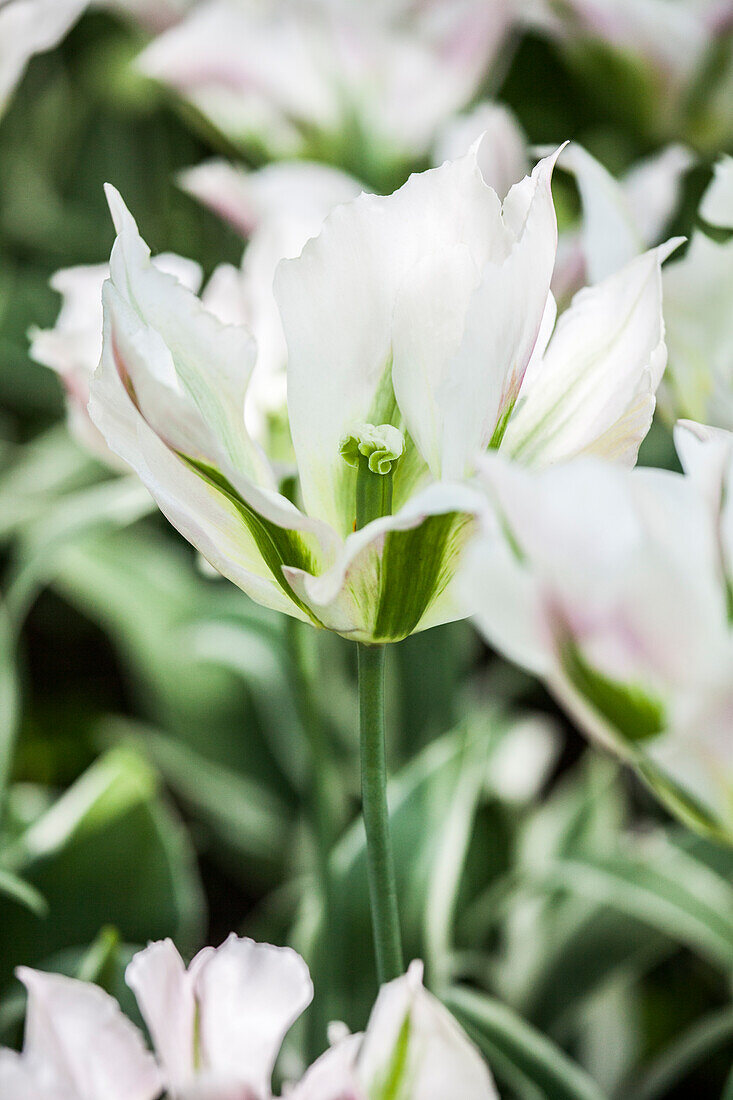 Tulipa viridiflora 'China Town'