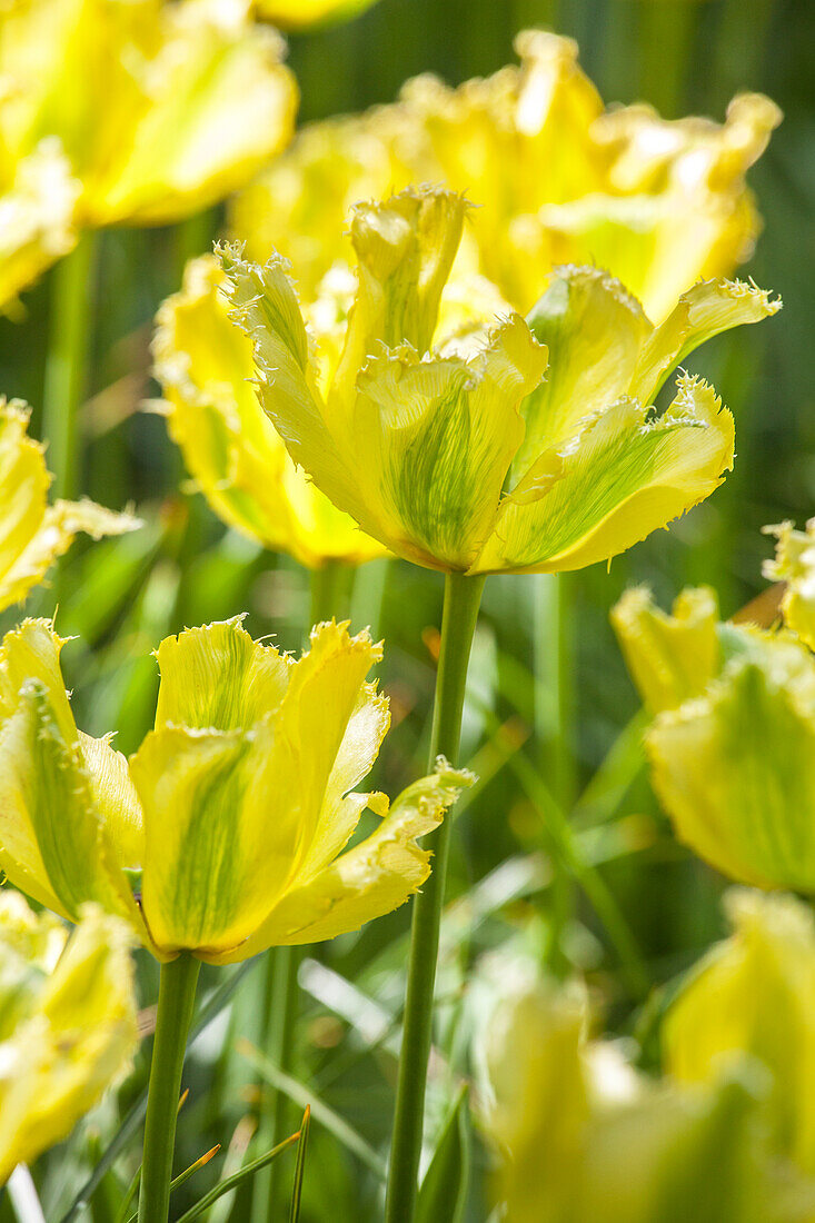 Tulipa 'Green Jay'