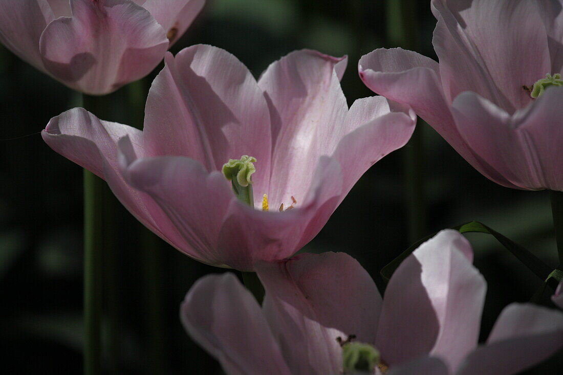 Tulipa