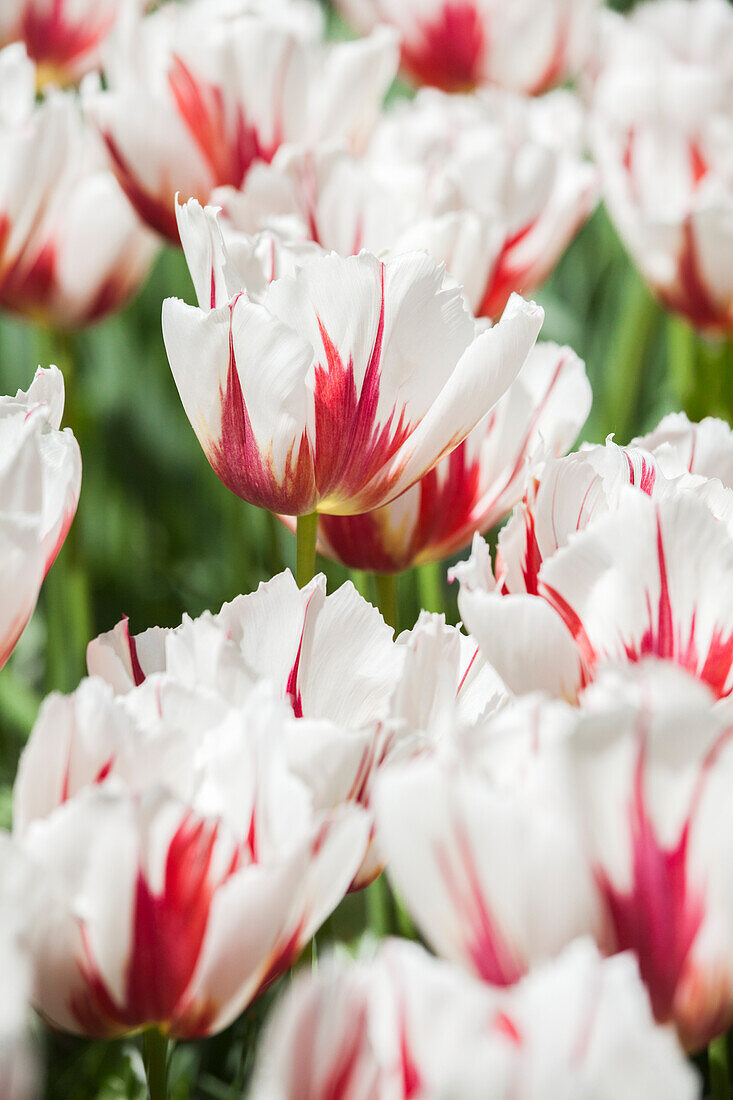 Tulipa 'Happy Generation