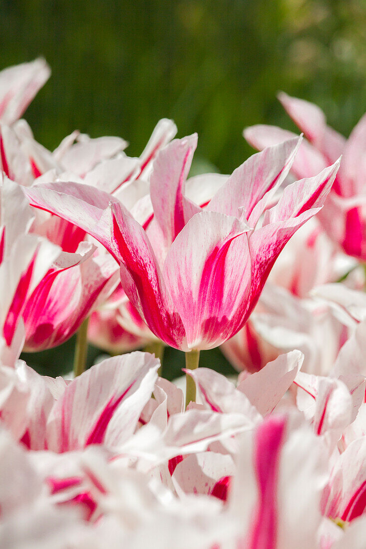 Tulipa Marilyn