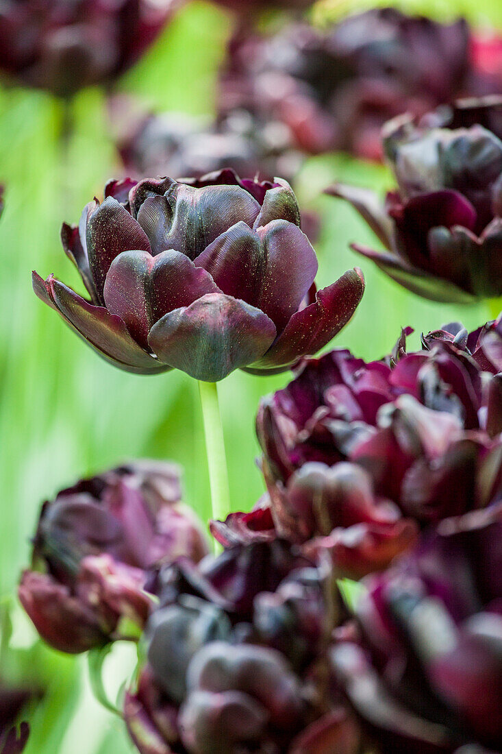 Tulipa 'Black Hero
