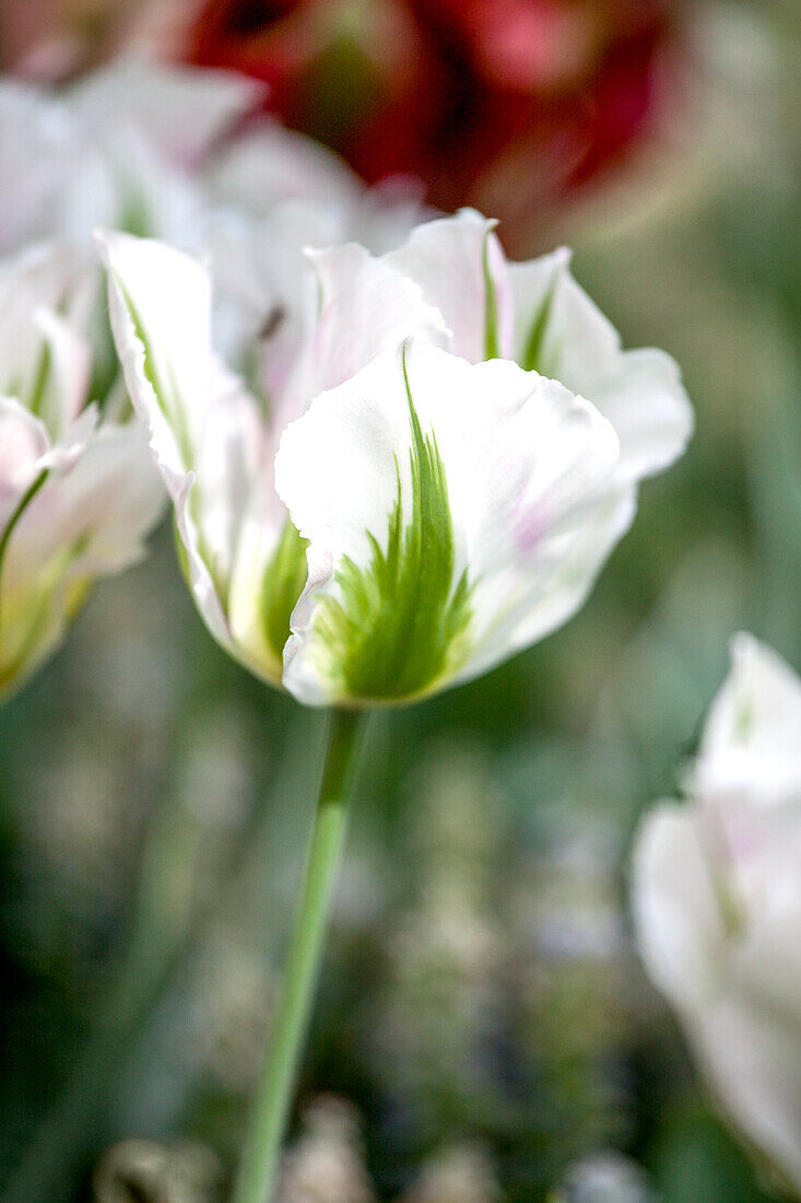 Tulipa viridiflora 'China Town'