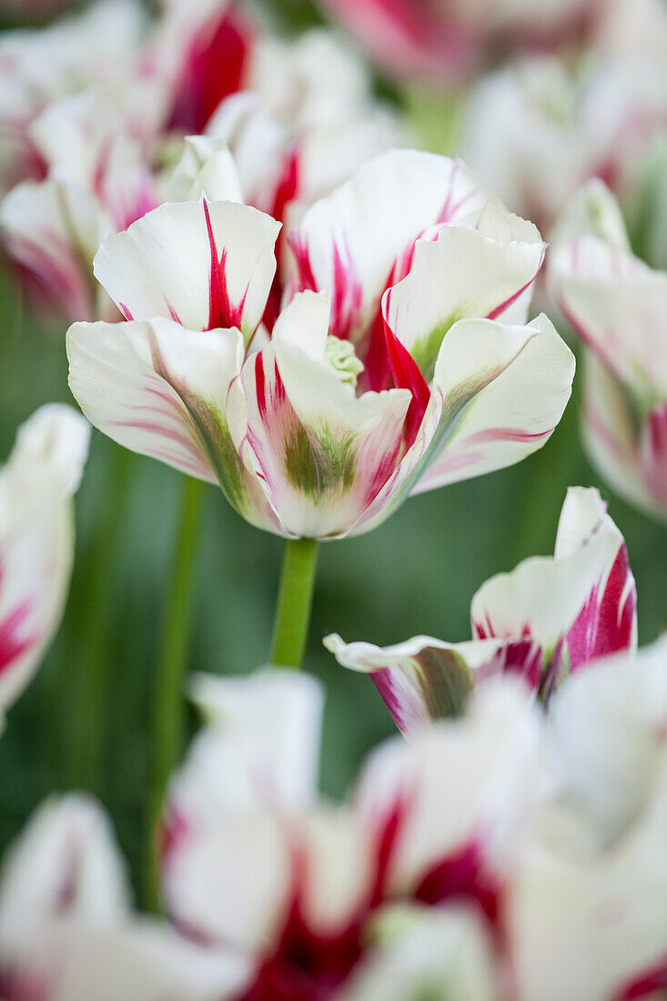 Tulipa viridiflora 'Flaming Springgreen'