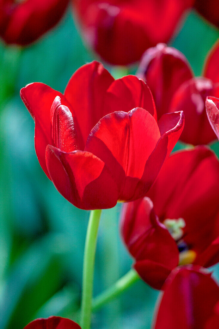 Tulipa, rot