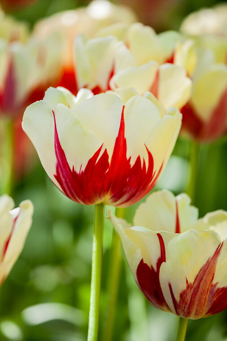 Tulipa World Expression